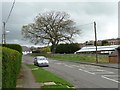 Large tree by Chopwell Mill Farm