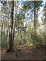 Public footpath through Gallowsbank Wood