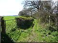 Green lane in spring sunshine