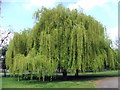 Weeping Willow