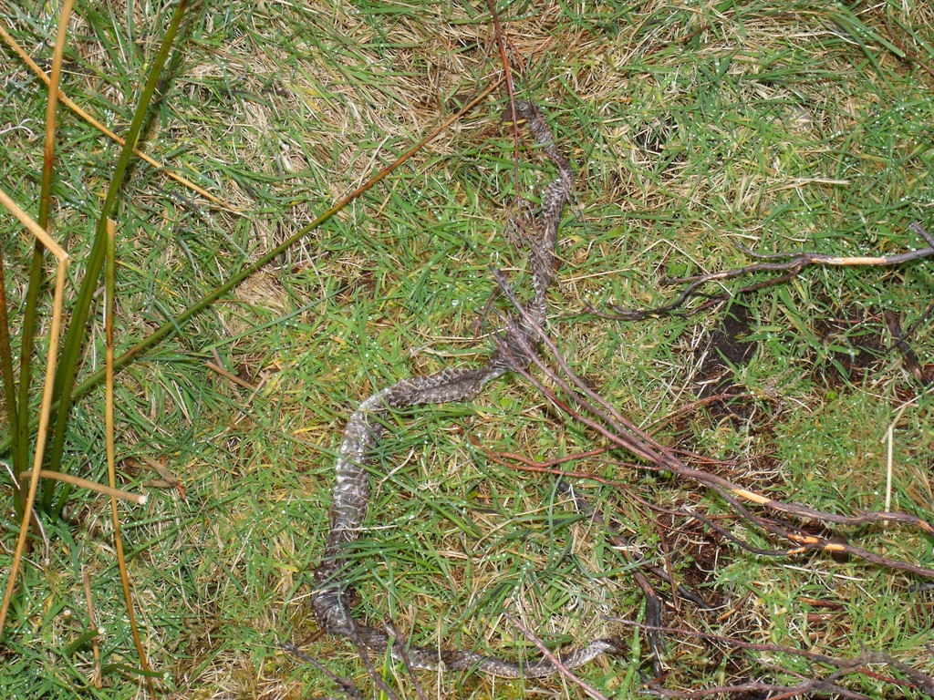 Shed adder skin near Burn of Calletar... © ian shiell :: Geograph ...