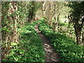 Footpath and bridleway