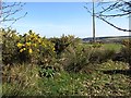 Flowering gorse