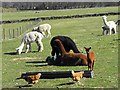 Mayfield Alpacas