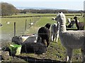 Mayfield Alpacas