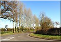 Poplars on minor road, Saxham Street, Suffolk