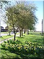 Daffodils in Great Ousburn