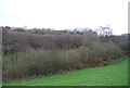 Hedge near Nettlecombe