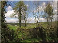 Gate and trees, Stert Barton