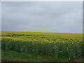 Crop field, Carlton Ashes Farm