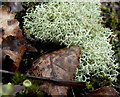 SK4667 : Lichen - Cladonia portentosa by Andrew Hill