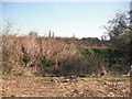 Dried piece of grassland at the side of the allotment near Leyton Marshes