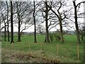 Trees along Tower Road