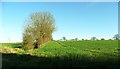 TM2077 : Winter wheat near Syleham, Suffolk by nick macneill