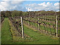 TQ8436 : Biddenden vineyard by Oast House Archive