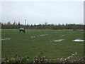 Grazing land near Aubourn