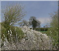 Trees and blossom near Lubbesthorpe Bridle Road