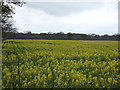 Oilseed rape crop off Newark Road