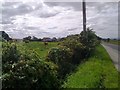 Grazing cattle at Warden Law