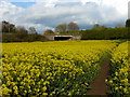 Oil-seed rape field, and A466 bridge, near Chepstow