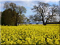 Field of sunshine with the Severn Estuary in the background