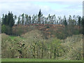 Tree harvesting in Idzholm Plantation