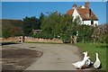 Guard Geese & Upper Hill Farm