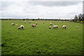 Sheep at Clifton Fields