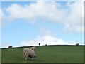NZ1450 : Sheep on a hillside by Christine Johnstone
