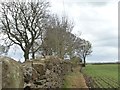 Drystone wall alongside Newbiggin Lane