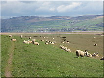 SD1780 : Sheep Grazing on Millom Marsh by Perry Dark
