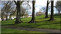 Beeches, Garrowhill Park