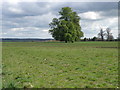 Trees in the landscape