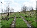 NZ1446 : Unmapped track crossing a tree nursery by Christine Johnstone