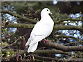 White Dove