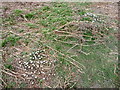 Wood anemones on Racecourse Common