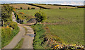 Track, Ballydavey near Bangor