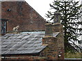 Cat on a roof, cottages on Prince