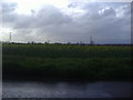 Rape fields by Great Hadham Road