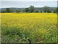 Field of oilseed rape near Llandowlais