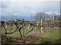 Grape vines at Carr Taylor Vineyard