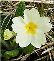 NM3697 : Primrose (Primula vulgaris) by Anne Burgess