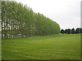 Tall trees at Coleraine Rugby Club