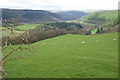 Sheep on the hillside above Bro-dawel