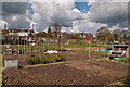 Wiggie Lane Allotments