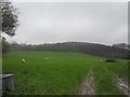 Sheep in a field at Fagg