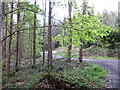 Winding track through broadleaved forest