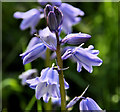 Bluebells, Belfast