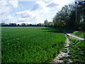 Footpath adjacent to wheat field 