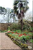 SY7794 : Garden, Athelhampton House, Dorset by Christine Matthews